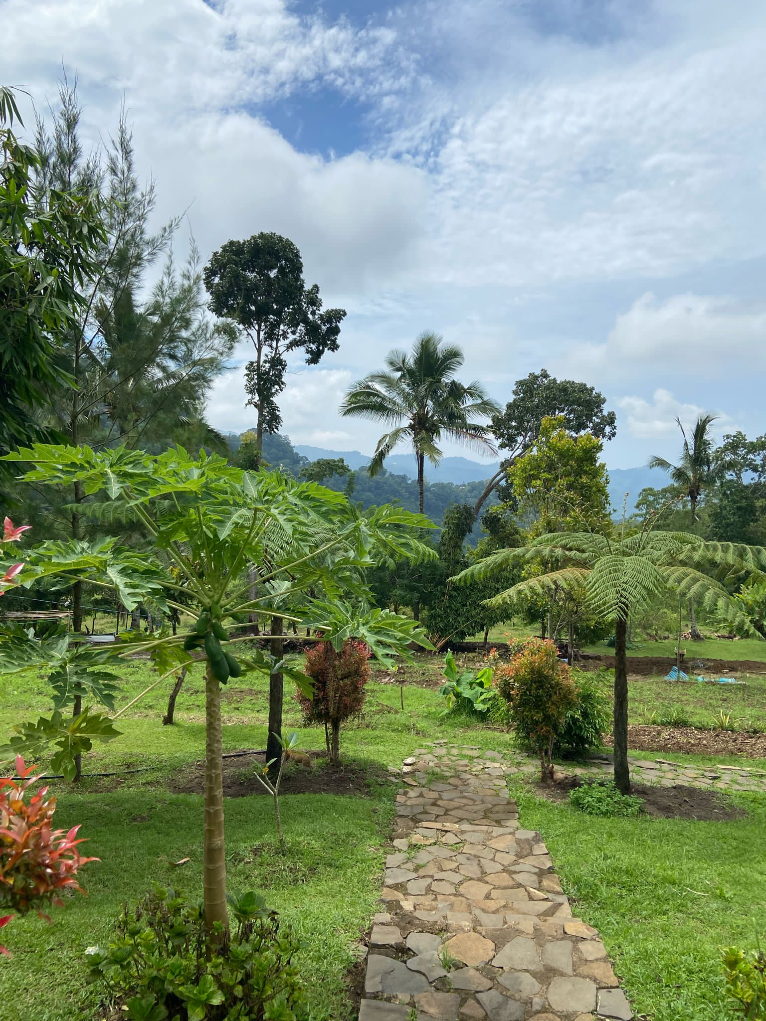 Garden with palm trees and mountains at The Geckos Homestay